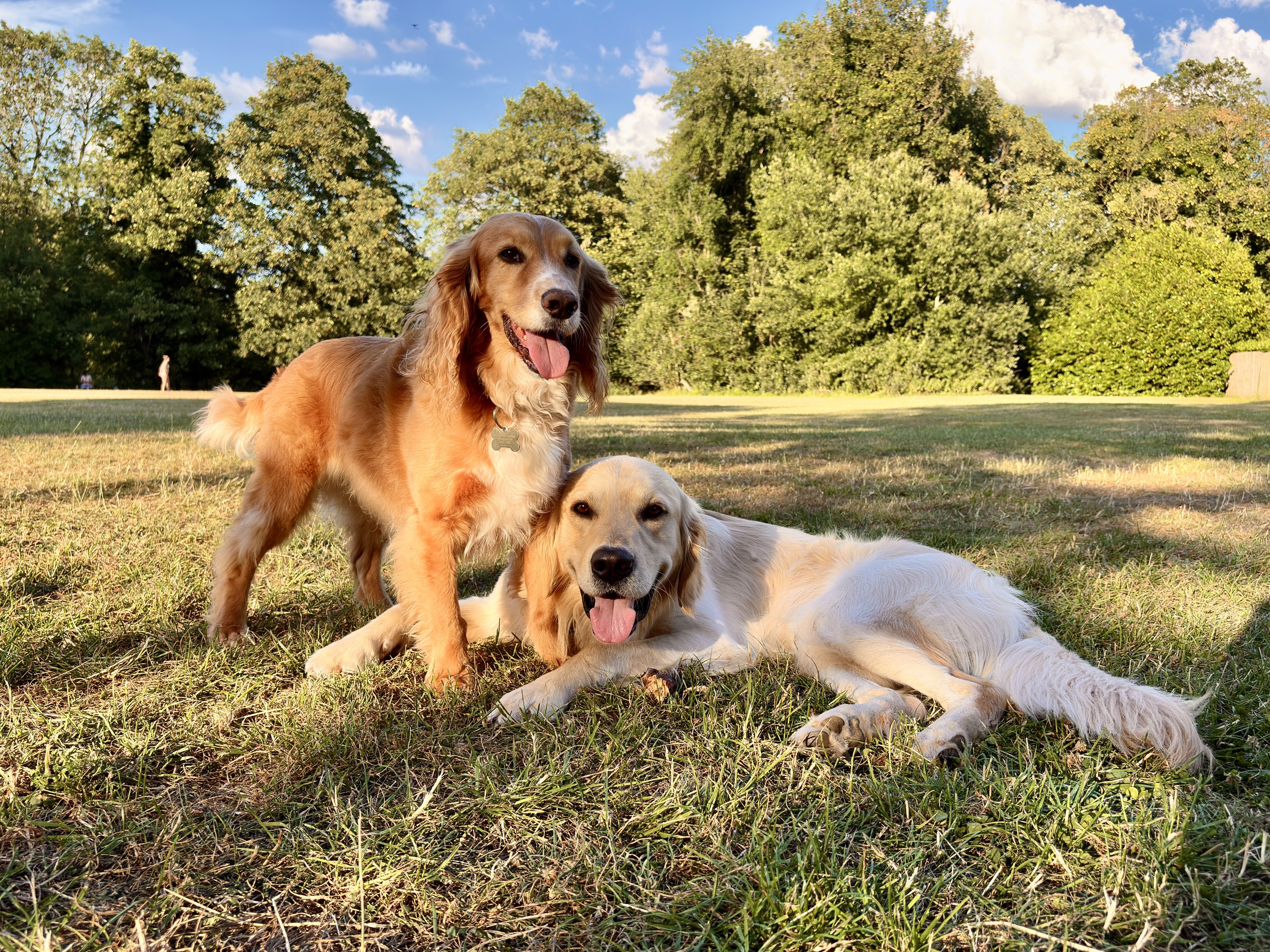 2 dogs in a field